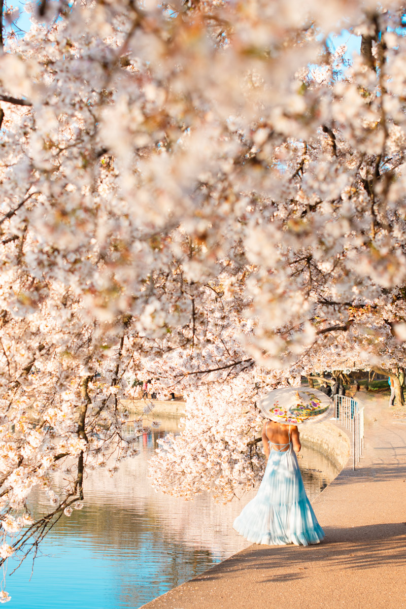 2024 tidal basin cherry blossoms