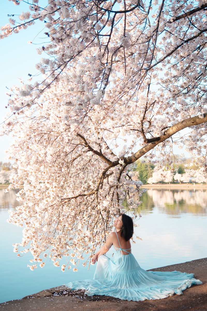 2024 tidal basin cherry blossoms