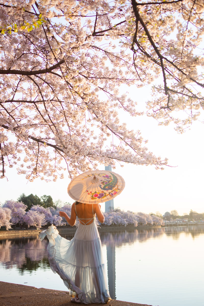 2024 tidal basin cherry blossoms
