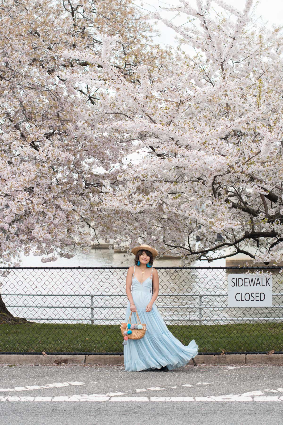 hains point cherry blossom photos