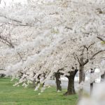 Hains Point East Potomac Park Cherry Blossom Area in DC