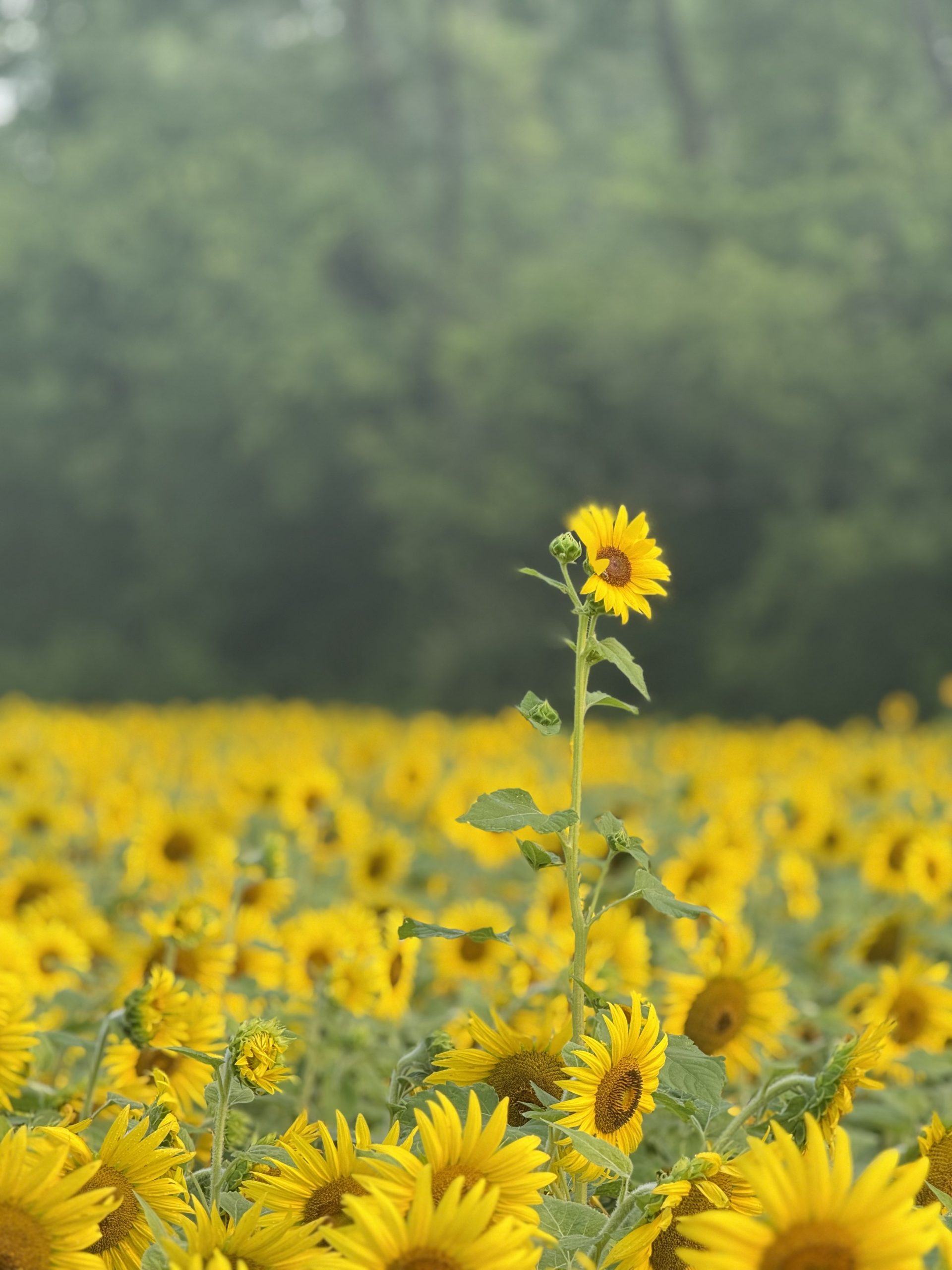 sunflowers at mckee besher wildlife management area at peak bloom with a single sunflower standing above the rest