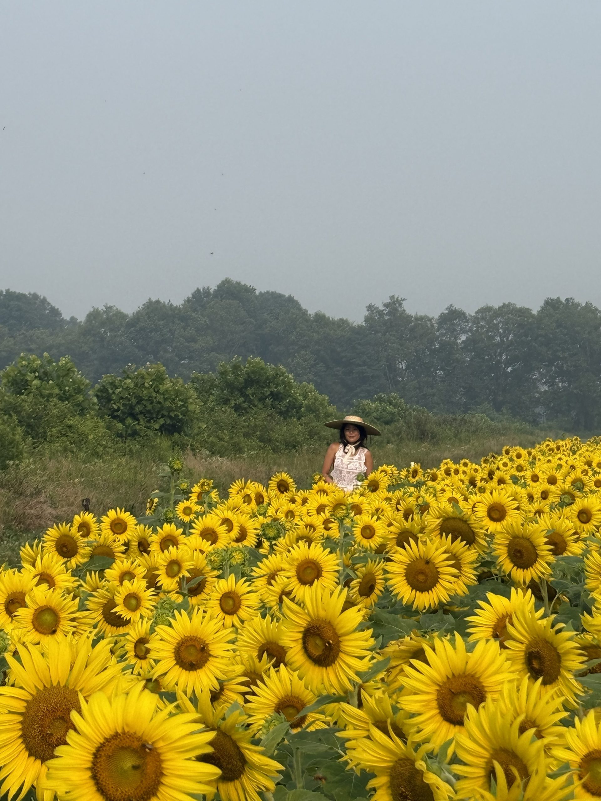 a woman in a broad brim hat in a white dress at mckee besher sunflower field in full bloom
