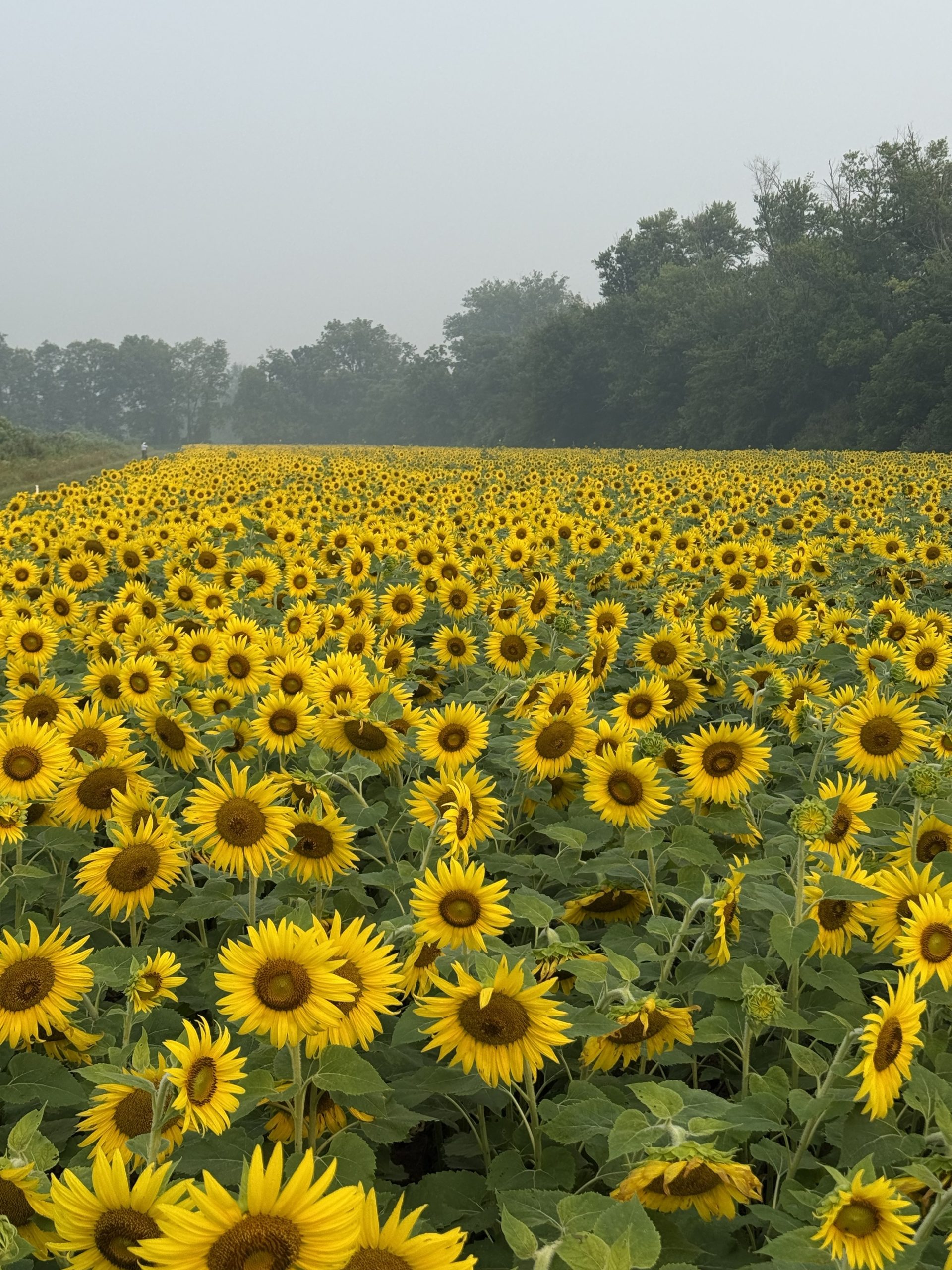 Mckee Beshers sunflowers at peak bloom as of July 17 2026
