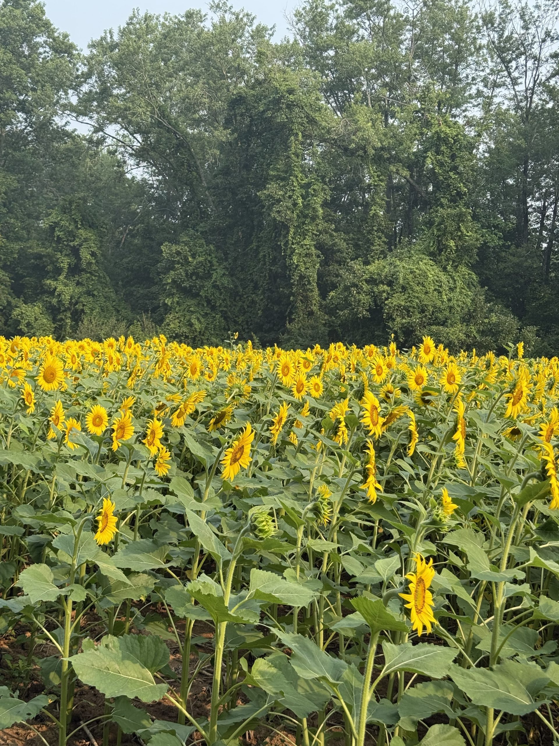 mckee besher sunflowers in full bloom