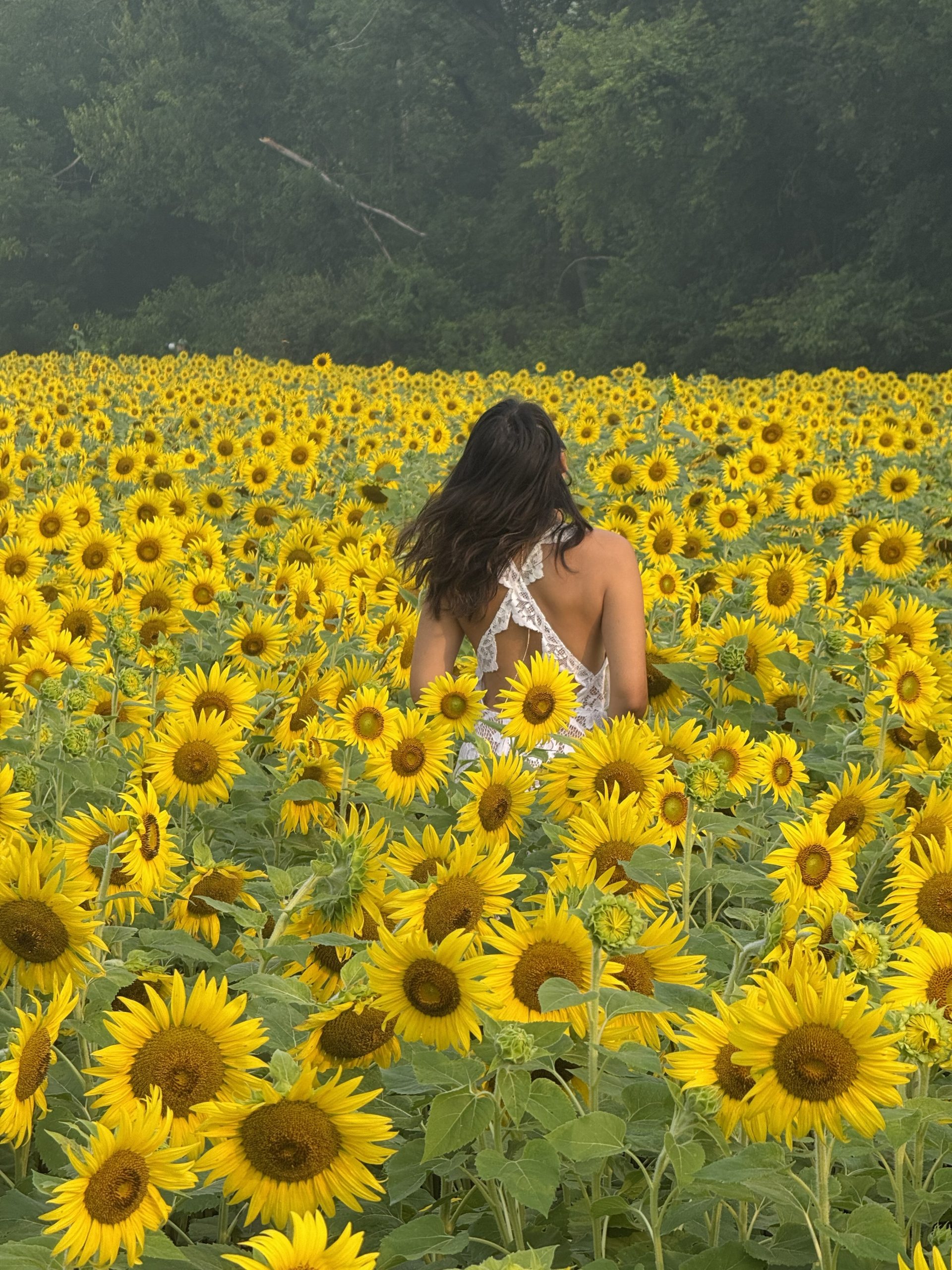 the sunflowers at mckee beshers in poolesville maryland at peak bloom in 2026 with a girl standing in the middle of the field in a white dress in the morning light